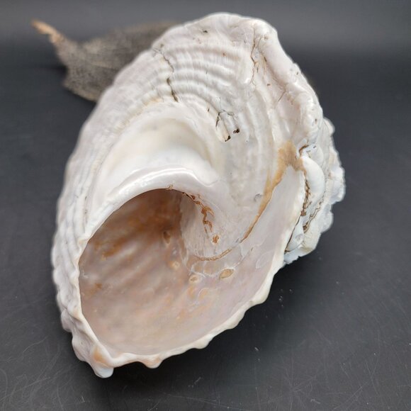 Vintage Shell Large Turbin Conk and Dried Sea Grass Sea Fan Seaside Decor PR122 - Picture 5 of 8